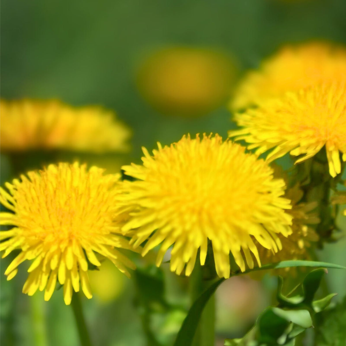 Organic Dandelion Flower Seeds - Non-GMO Heirloom Edible Wild - Taraxacum officinale