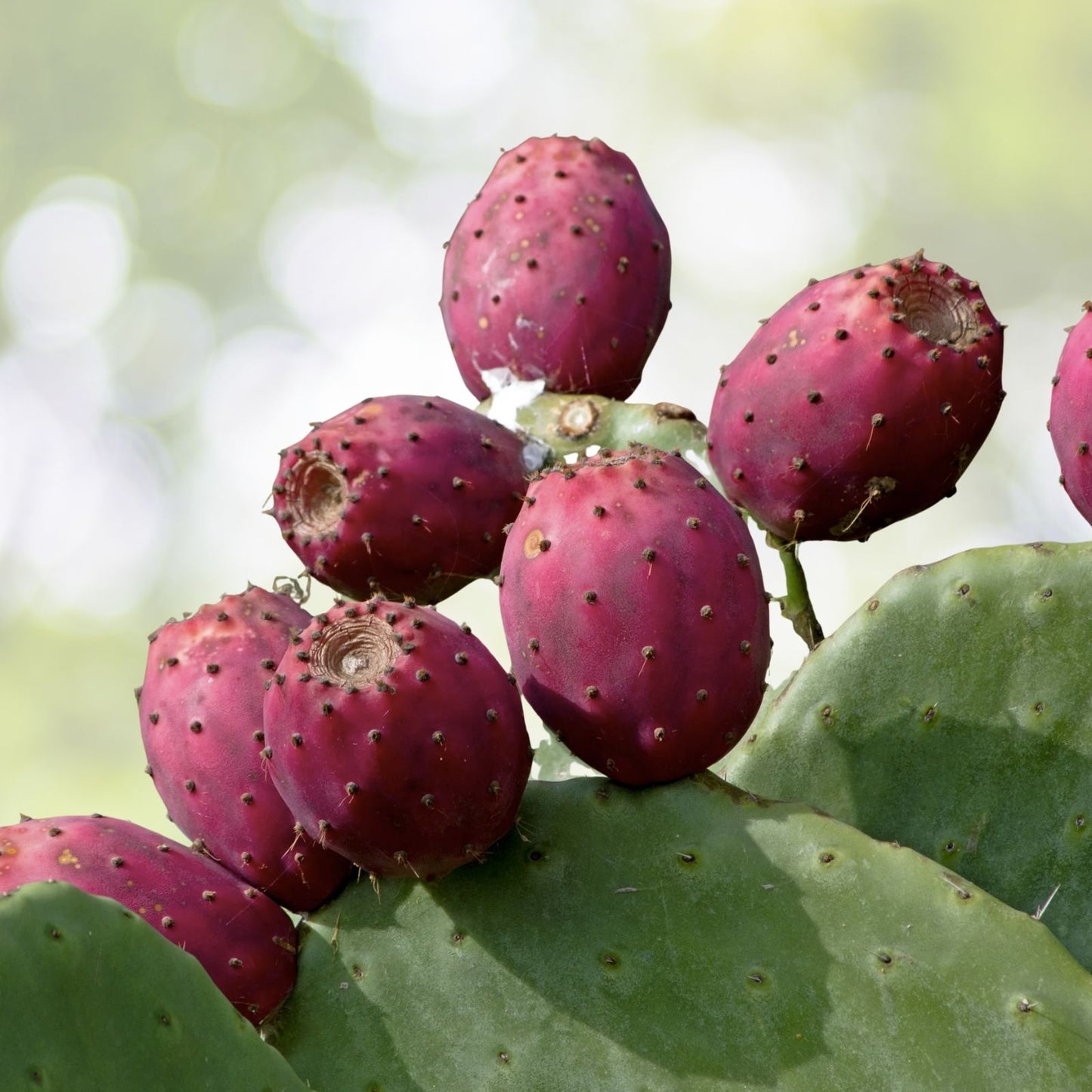 Cactus Pear Seeds - 10 Pack - Opuntia ficus-indica - Edible Fruit - US Seller - Free Shipping