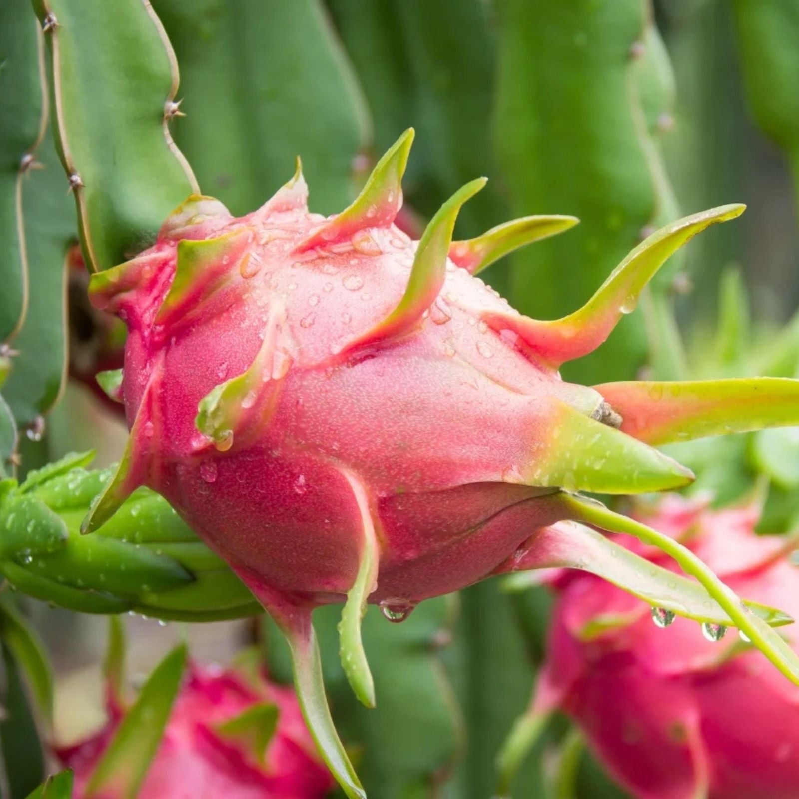 Dragon Fruit Cuttings 8-12 inches Multiple Varieties Hylocereus spp. Cactus Succulent Plant Propagation