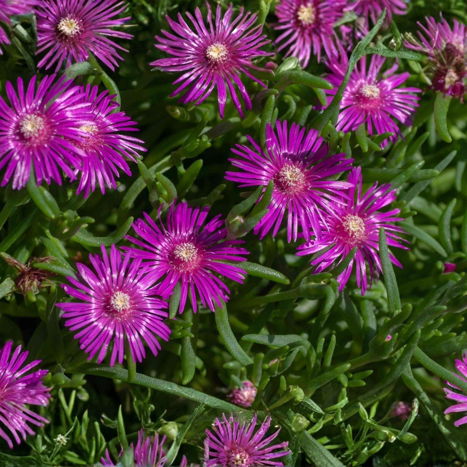 Magenta Ice Plant Cuttings - 15 Delosperma cooperi Purple Succulent Clippings for Garden and Landscaping