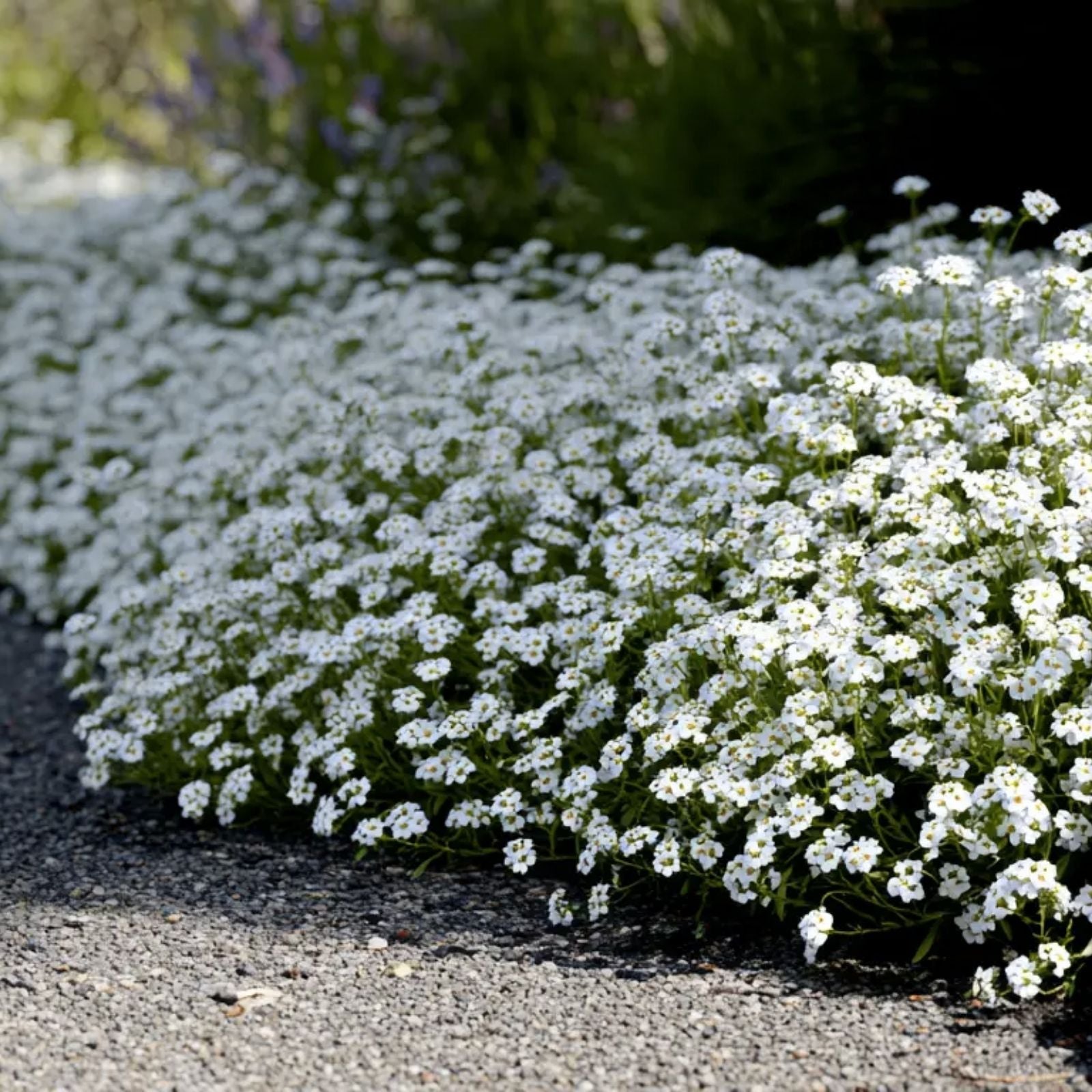 250 White Alyssum Clover Seeds | Snow White Ground Cover | Sweet Alyssum (Lobularia maritima) for Gardens and Landscaping