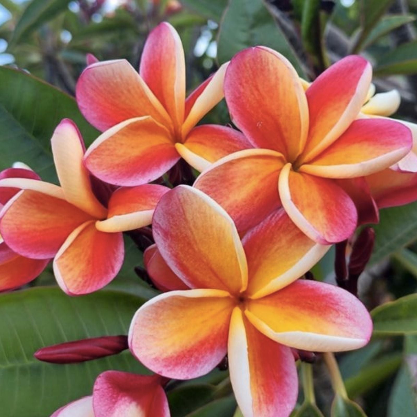 Jamaican Fire Plumeria Cutting - 3 Tip Tropical Flowering Plant - Plumeria rubra Garden Flowering Plant Cutting
