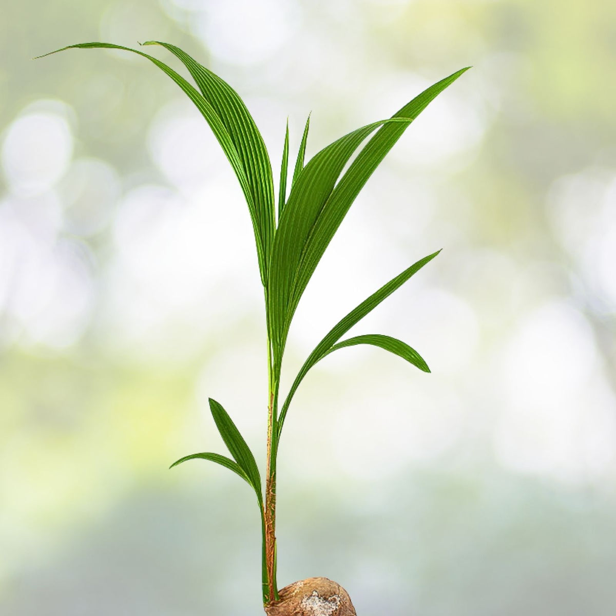 Sprouted Dwarf Green Malayan Coconut Seedlings 6–8” - Rare Tropical Plant, Certified Costa Rica, Fresh Fruit Variety
