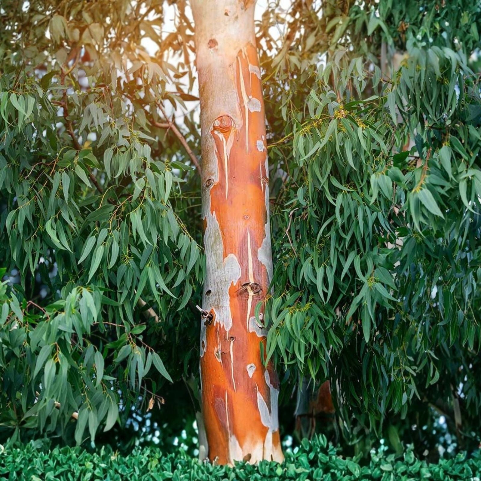 Eucalyptus Seeds 275 Pack Fragrant Variety Bulk Pack Eucalyptus spp. USA Seller Free Shipping