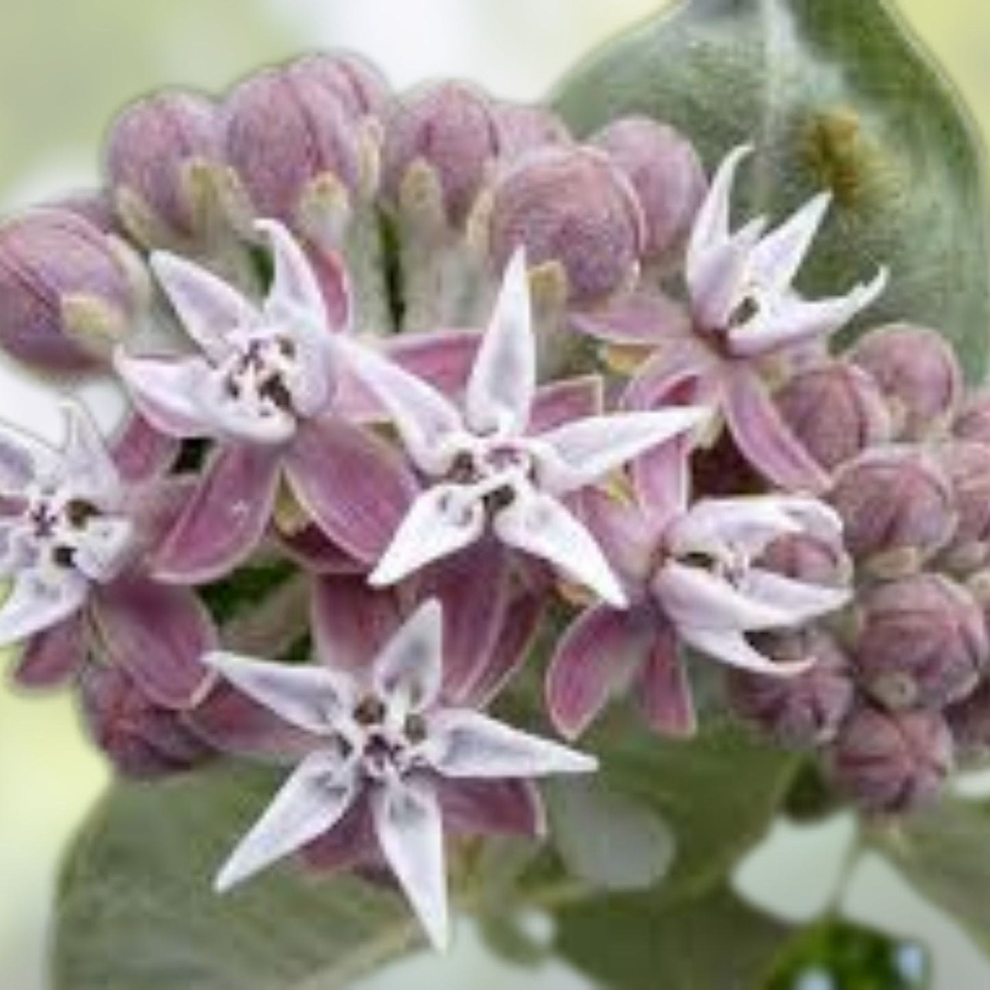 Showy Milkweed Seeds 50 Pack - Asclepias speciosa Native Pollinator Plant Butterfly Attractant Perennial Wildflower