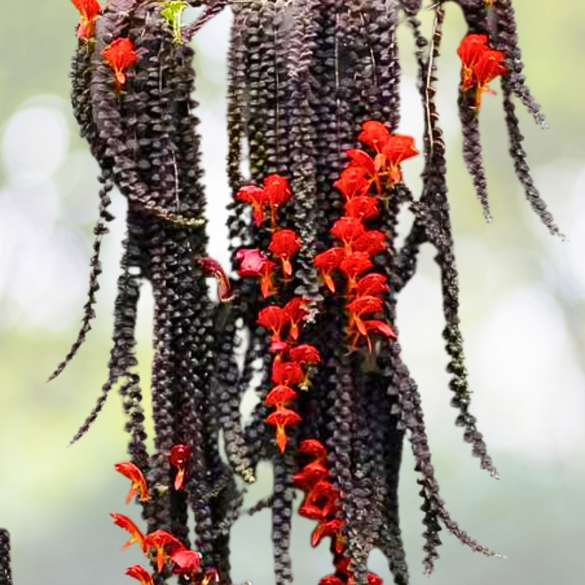 Goldfish Plant Seedling 3.5" Pot - Columnea gloriosa - Live Houseplant - Tropical Indoor Plant