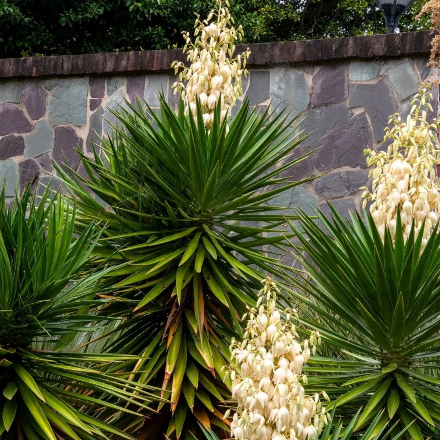 Live Yucca Plant - Spanish Bayonet Yucca Aloifolia - Rooted Indoor Outdoor Garden Plant for Houston Texas