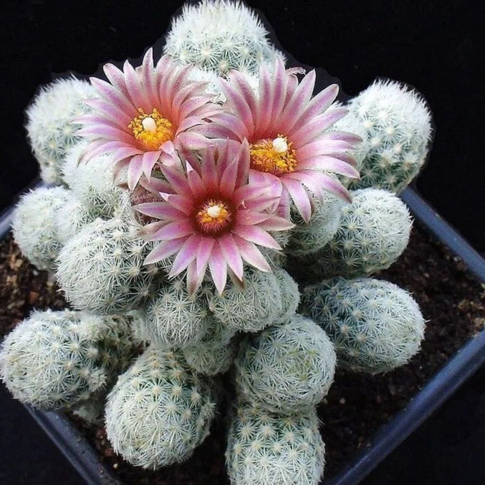 Sneed's Pincushion Cactus Live Plant - Succulent Cactus for Indoor or Outdoor Gardens - Escobaria sneedii var, sneedii