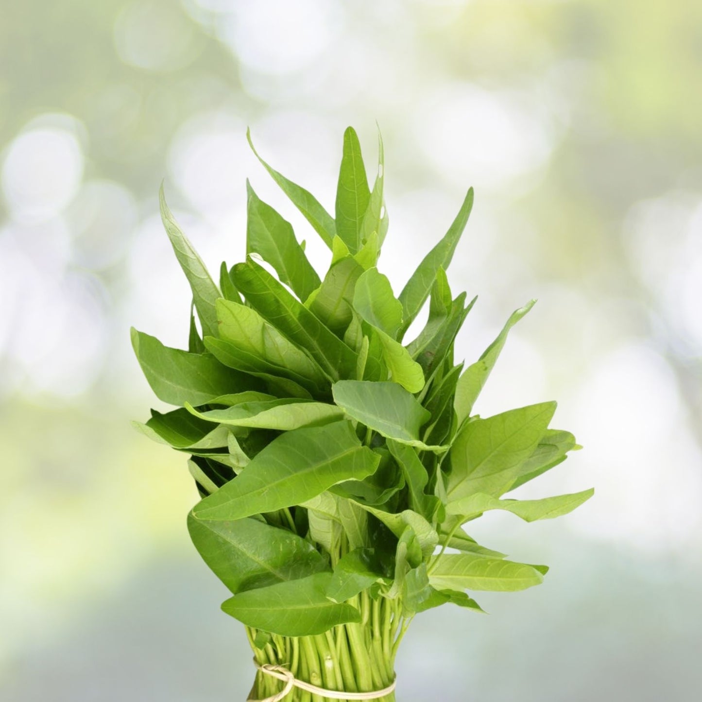 Thai Water Spinach Seeds - 50+ Ong Choy Kangkong - Edible Garden Vegetable - Ipomoea aquatica - Fast Growing USA