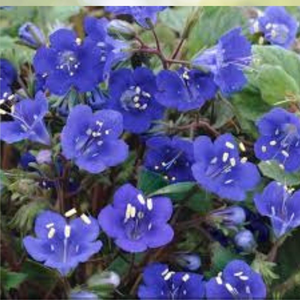 California Bluebell Seeds 200 Pack Organic Non-GMO Campanula Seeds USA Grown Wildflower Garden Plant