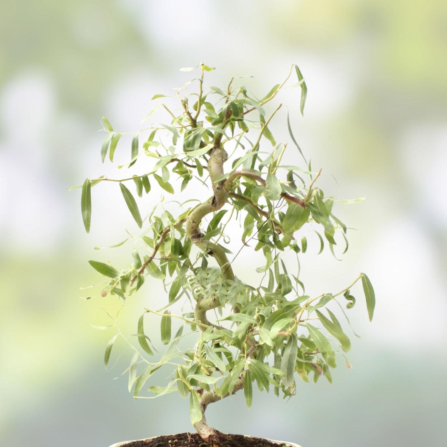 Curly Willow Trees 4 Pack - Fast Growing Exotic Bonsai Salix matsudana - Ornamental Tree for Landscaping and Garden