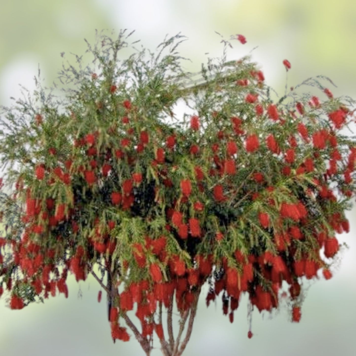 Weeping Bottle Brush Seeds - 100+ Fast Growing Red Flower Seeds for Garden Planting - Callistemon viminalis