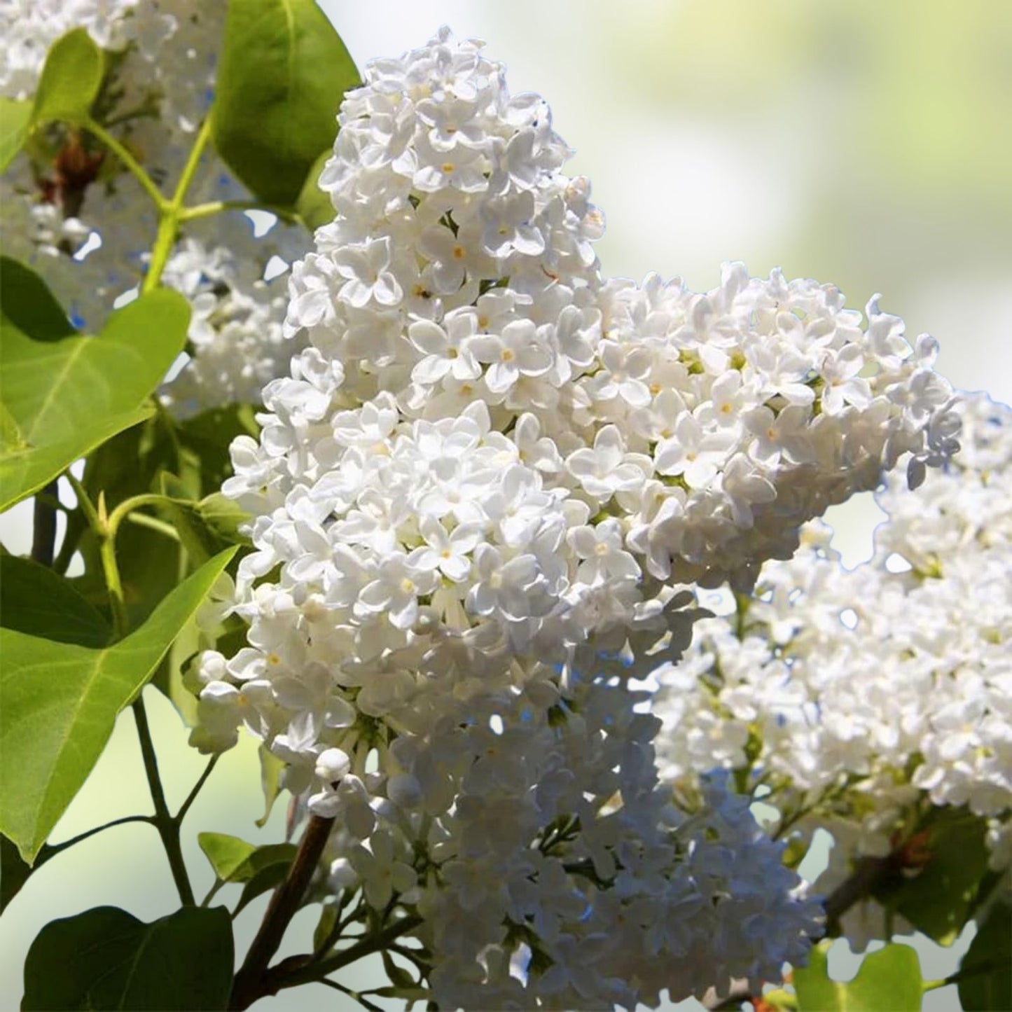 White Japanese Lilac Seeds - 25 Pack - Fragrant Syringa reticulata - Ornamental Flowering Plant Seeds
