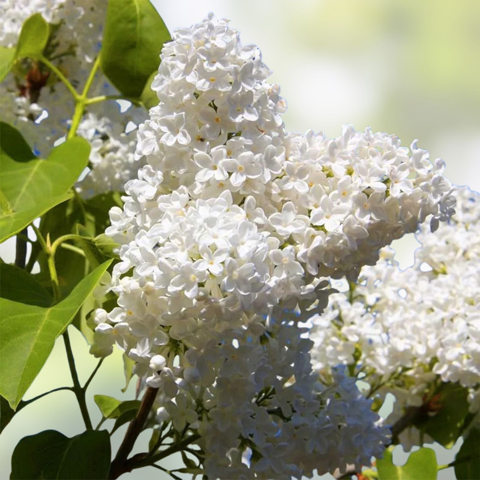 White Japanese Lilac Seeds - 25 Pack - Fragrant Syringa reticulata - Ornamental Flowering Plant Seeds