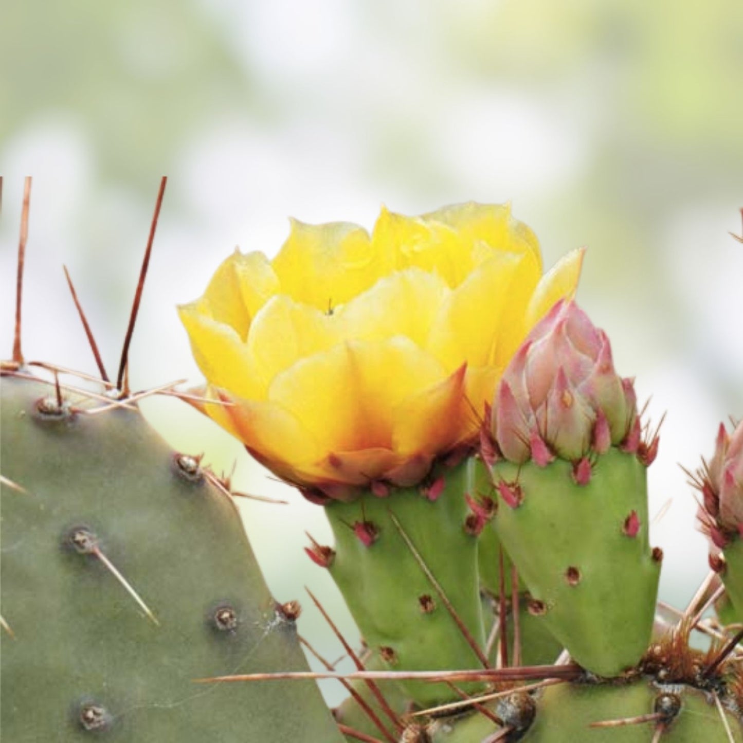 Opuntia Macrorhiza Twist-Spine Prickly Pear Cactus Pad Cutting – Dallas Texas Succulent Plant
