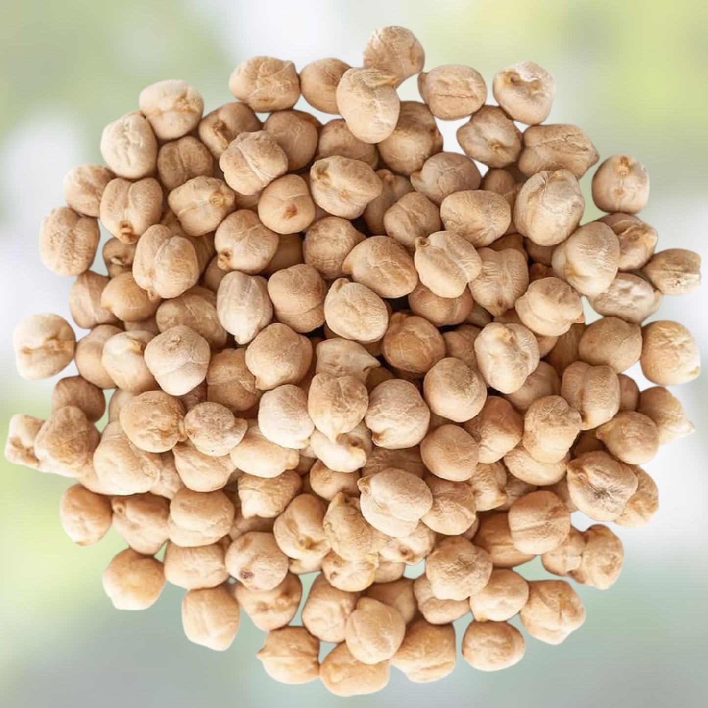 Organic Garbanzo Bean Seeds - 1 oz for Planting, Chickpeas, Cicer arietinum, Non-GMO, Heirloom, Edible Legumes