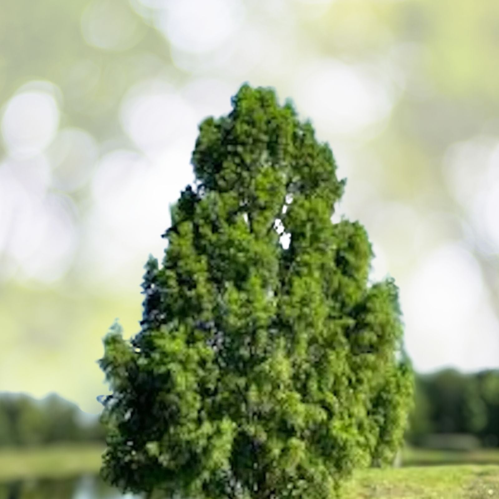 Bald Cypress Tree 12-24in Tall Deciduous Conifer Taxodium distichum Southern U.S. Native Dormant Shipping