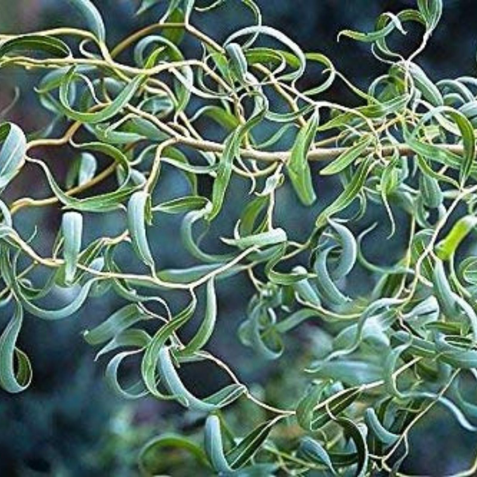 Golden Curls Willow Tree Cutting - Live Plant for Bonsai - Salix matsudana 'Golden Curls' - Rare Variety