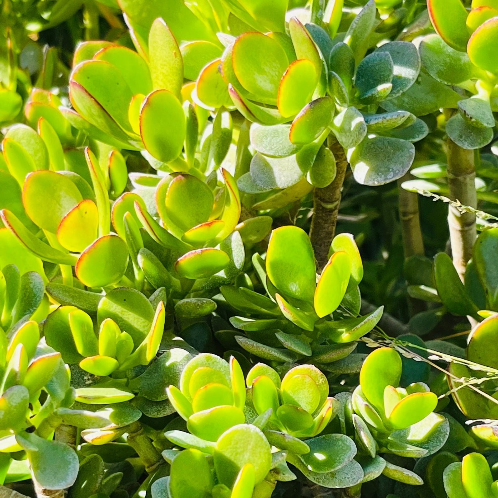 Succulent Cuttings 2" Crassula Multicava Green Fairy Jade Plant Unrooted Live Succulent for Garden and Indoor Decor