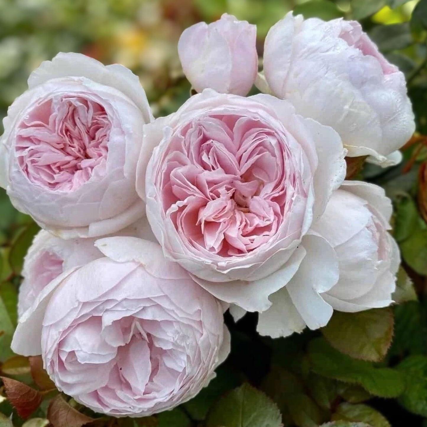 Floribunda Rose Cuttings - 3 Fresh Unrooted Earth Angel Variety - Rosa 'Earth Angel' 6" Long