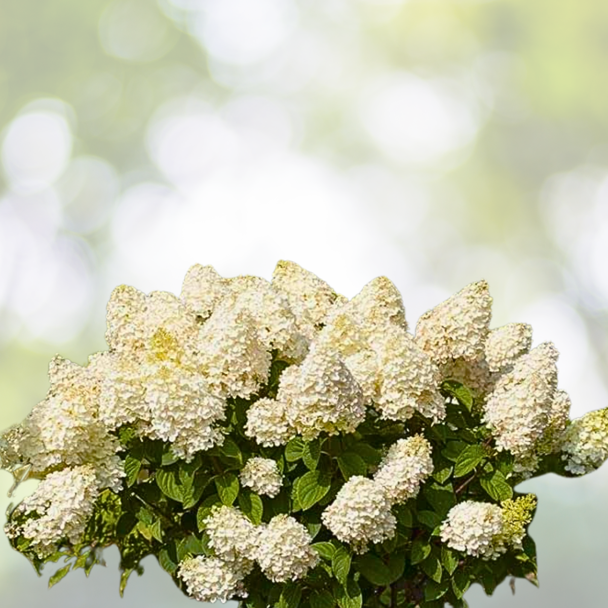 Hydrangea Plant - 7-9 Inch Silver Dollar - Hydrangea paniculata - Hardy Flowering Shrub for Gardens and Landscapes
