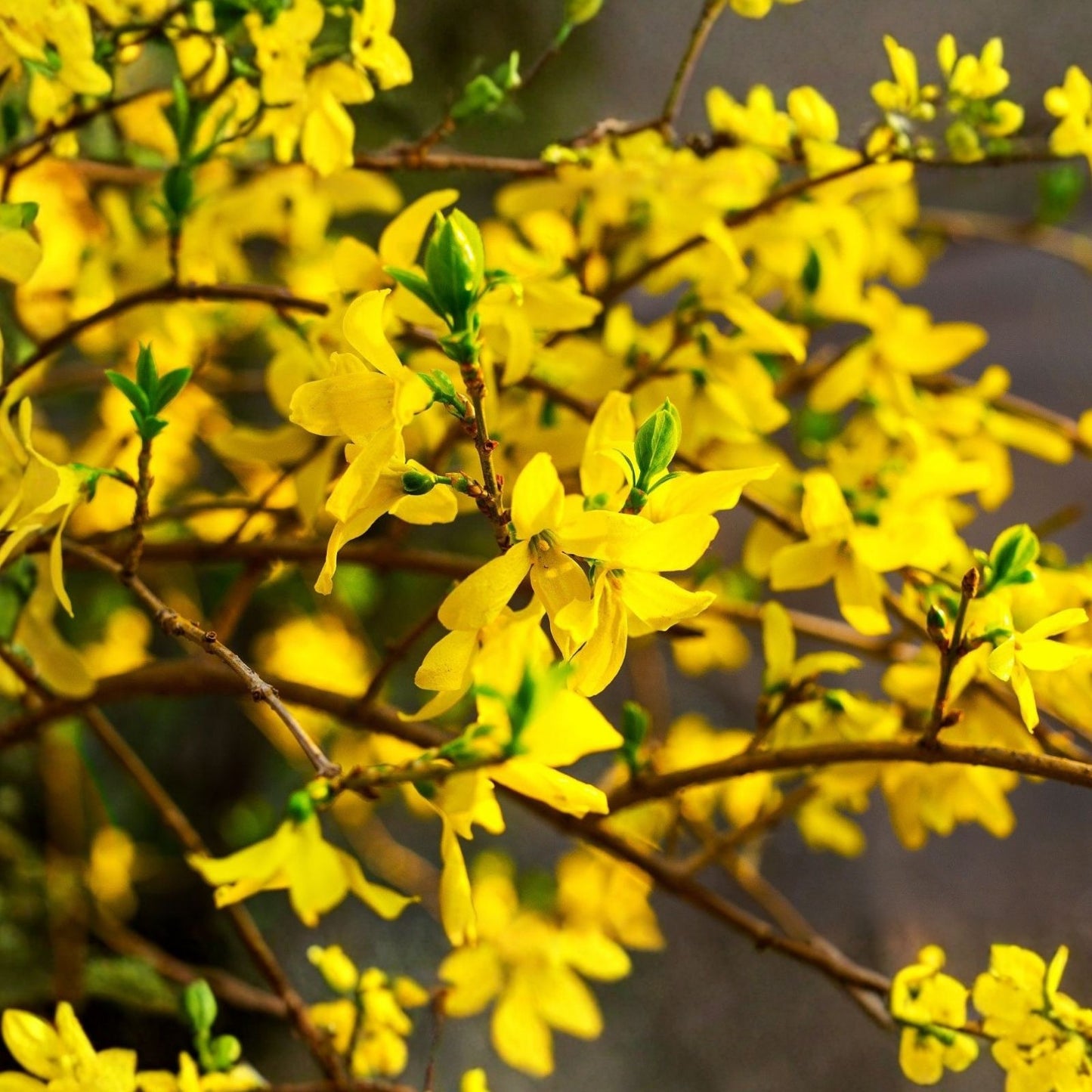 Forsythia Cuttings 6-8” Unrooted for Propagation – Forsythia x intermedia Planting Material