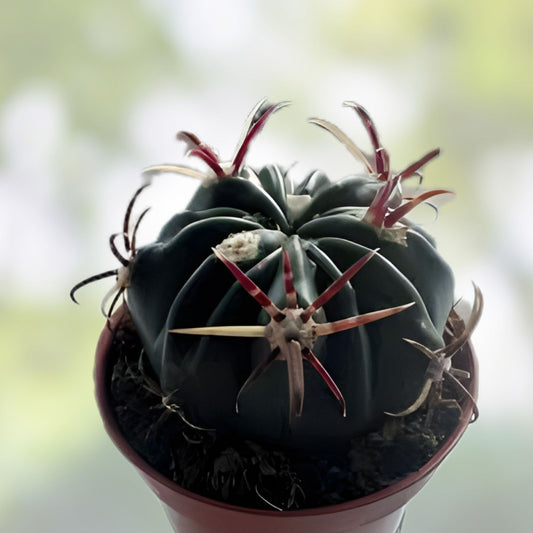 Ferocactus Recurvus Var Greenwoodii Live Plant | Rare Barrel Cactus | Unique Succulent for Home Garden Decor