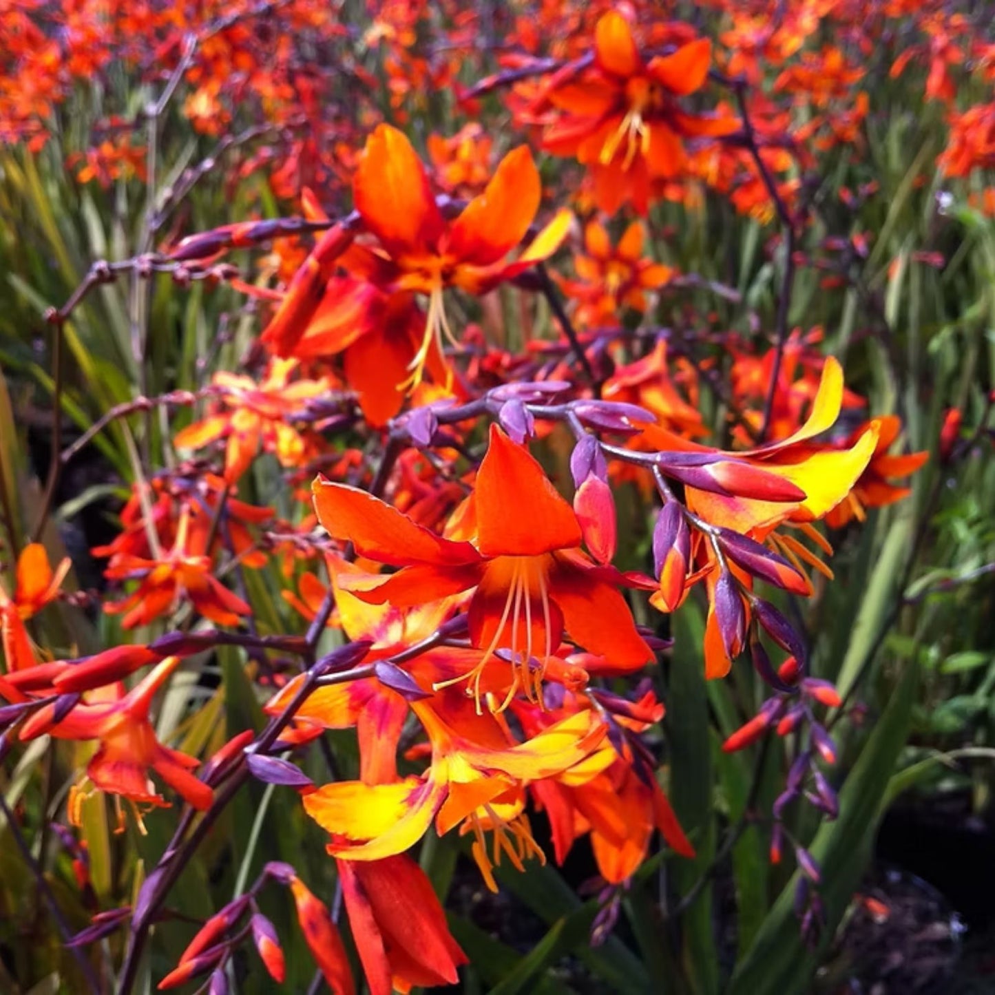 Crocosmia Bulbs 5-Pack Mix Yellow Red Orange Saffron Fragrance Vibrant Summer Flowers Pollinator Friendly Crocosmia spp.