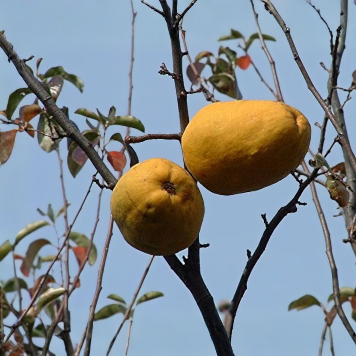 Chinese Quince Bonsai Tree Seeds 20 Pack - Chaenomeles sinensis Hardy Fruit Tree Seeds for Planting