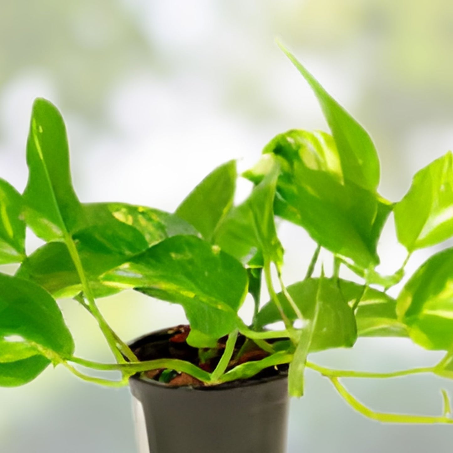 Scindapsus Mayari Cuttings - Rooted Houseplant - Low Variegation - Epipremnum aureum