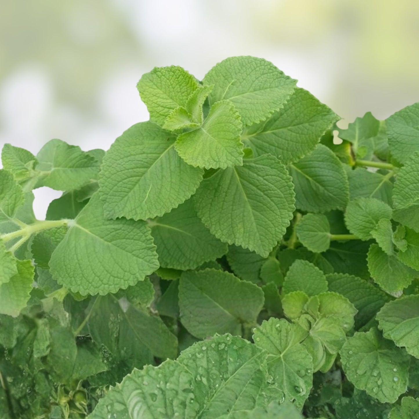 Cuban Oregano Cuttings 3 Pack - Plectranthus Amboinicus Ajwain Fresh Culinary Herb for Gardens and Indoors