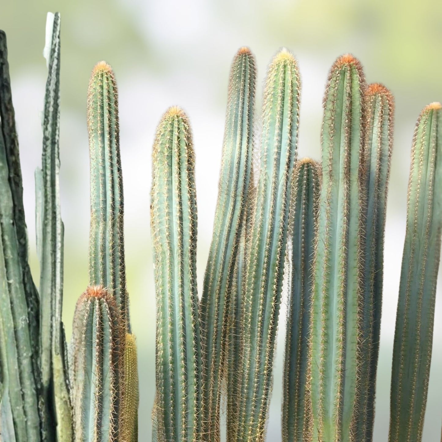 Pilosocereus Flexibilispinus Cactus Cutting 10" - Blue Green Stem Succulent for Propagation - Unique Desert Plant
