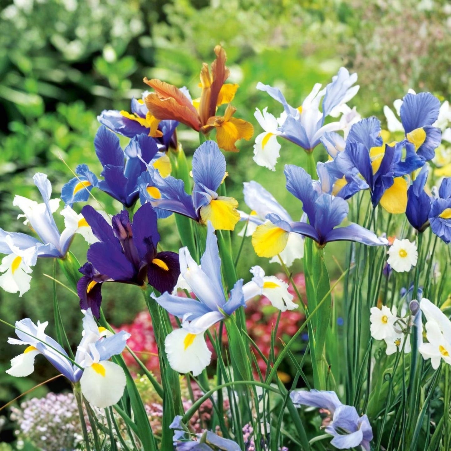 Dutch Iris Plants 3-Pack - Live Rooted Bulbs - Elegant European Iris × hollandica for Garden or Landscape