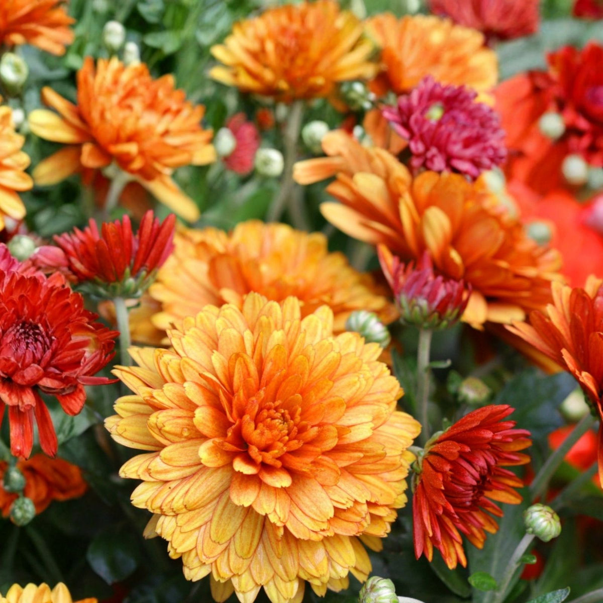 Guava Frost Mum Seeds 200+ Chrysanthemum Seeds Annual Flower Colorful Garden Blooms Chrysanthemum spp.