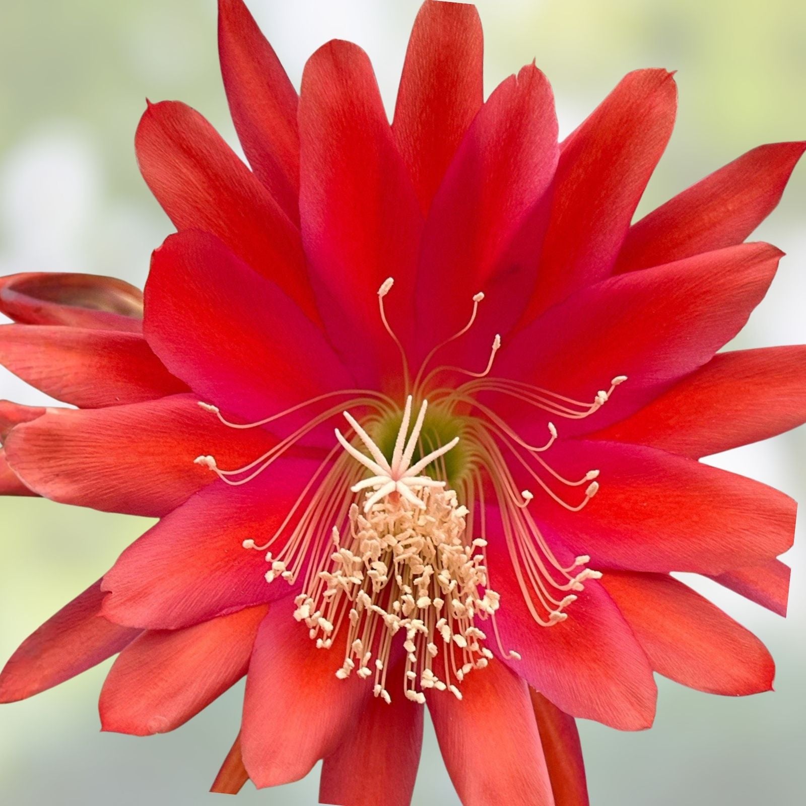 Epiphyllum Orchid Cactus Cuttings 3 Rooted Coral Dancer with New Growth Epiphyllum oxypetalum
