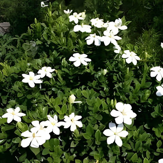 20 Gardenia Cuttings August Beauty White Gardenia Jasminoides Highly Fragrant Easy Maintenance Plant