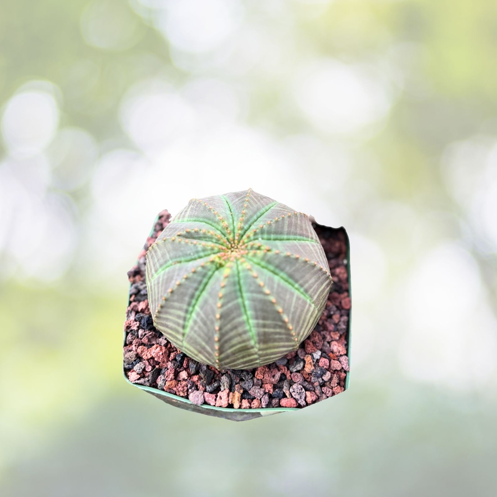 Euphorbia Obesa 4" Live Baseball Plant | Rare Green Bluish Green Stem | Unique Succulent | Euphorbia Succulent