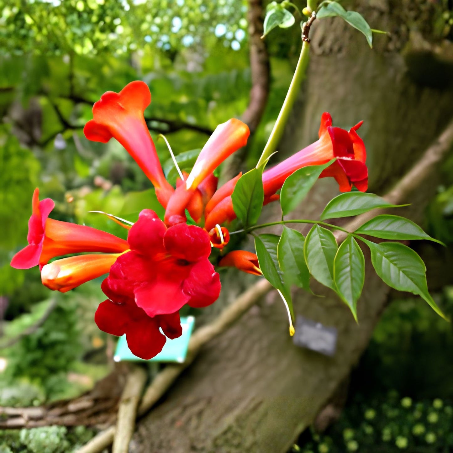 Hummingbird Trumpet Creeper Vine Seeds 25 Pack - Campsis Radicans - Vibrant Red Flowers for Gardens and Landscapes