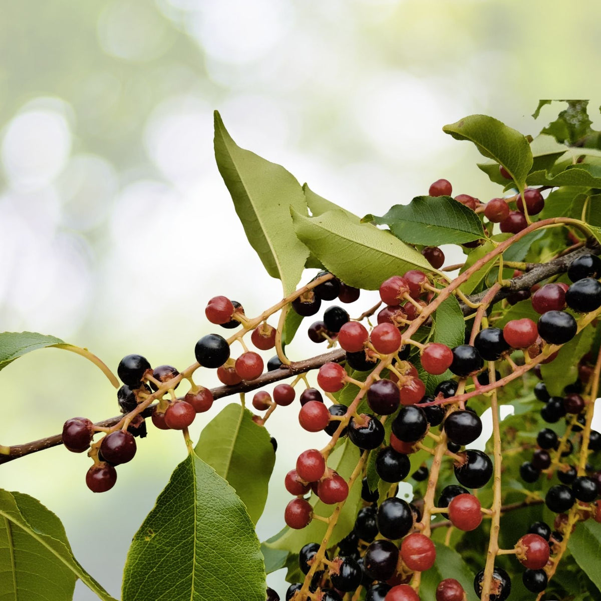 Wild Black Cherry Trees 3-6" Bare Root Live Plants Edible Fruit Prunus Serotina USA