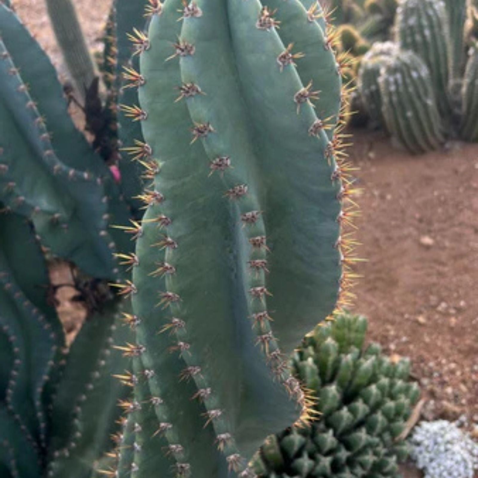 Columnar Cactus Cutting - Small Pup Cereus Peruvianus Spiralis - Unique Spiral Shape for Indoor Decor
