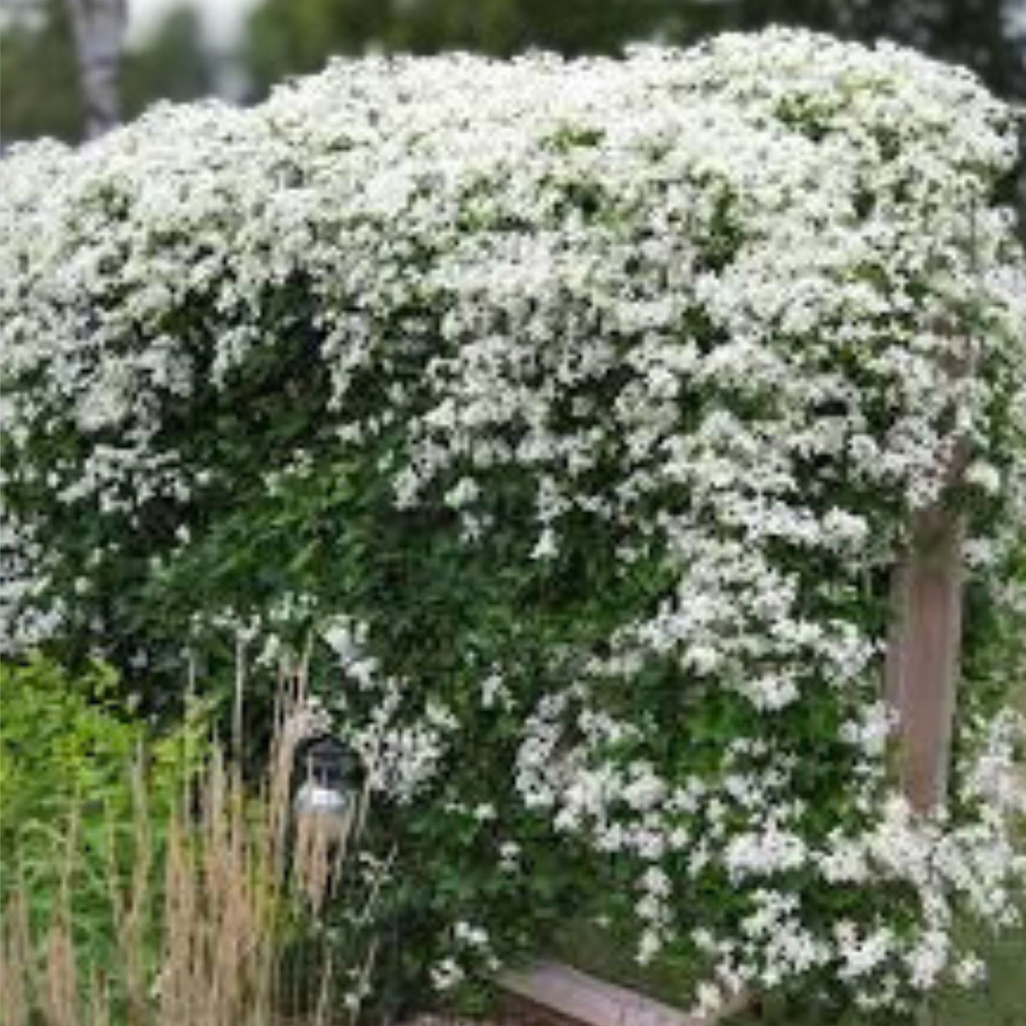 Sweet Autumn Clematis Live Bare Root Plant, Lace Vine, Clematis paniculata, 8-12 inches, fragrant flowering climbing vine
