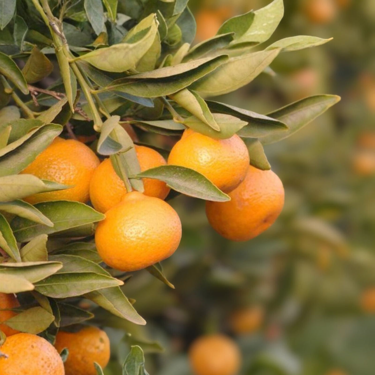 Kishu Seedless Mandarin Tree - 1 Gallon Citrus Reticulata - Fruiting Plant for Home Garden, Easy Care Citrus Tree