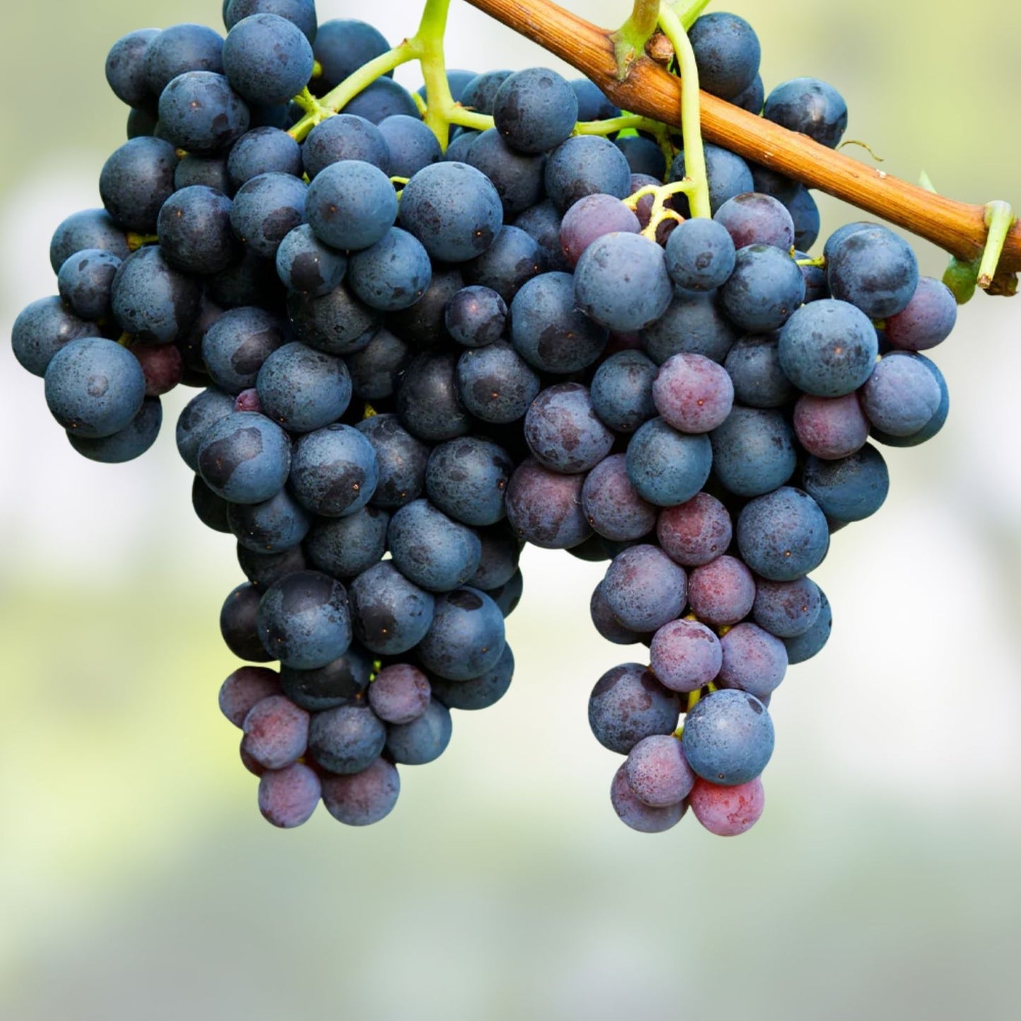Concord Grape Live Plant Tree 8-18" Vitis labrusca Sweet Grapes for Garden or Container Planting