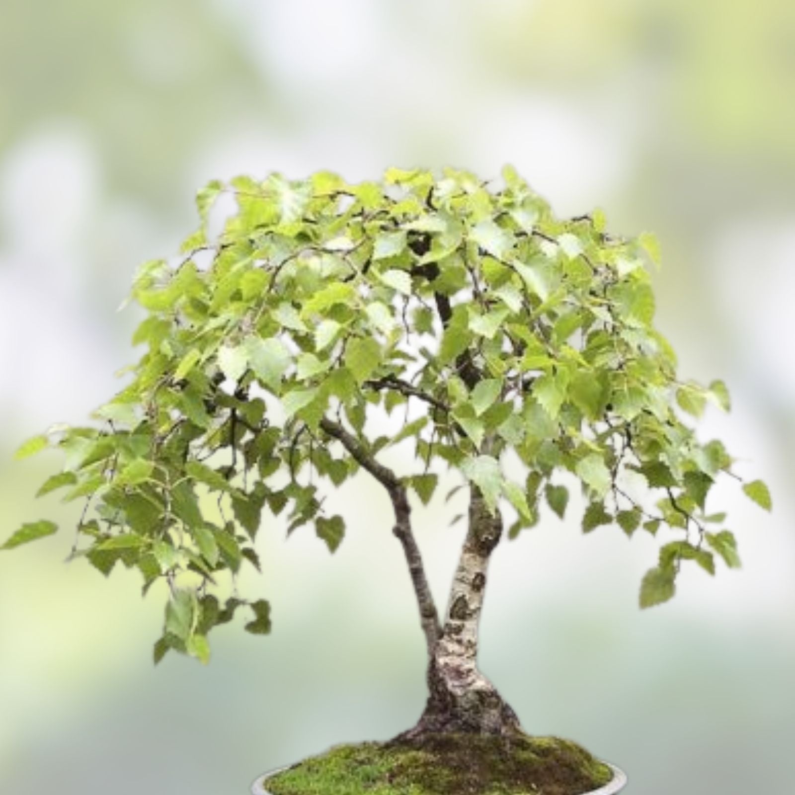White Paper Birch Bonsai Tree Seeds 100+ Betula papyrifera Live Plant Starter Cutting