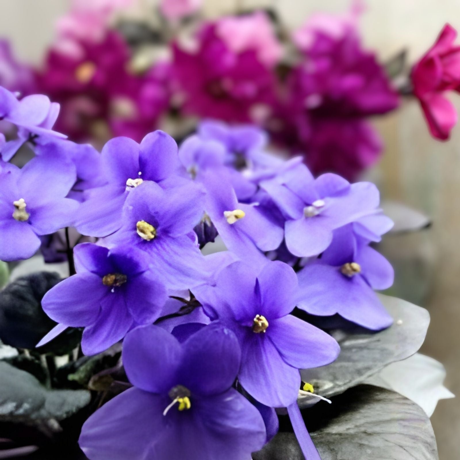 African Violet Cuttings - Optimara Manitoba Standard - 2 Unrooted Leaves for Propagation and Gardening