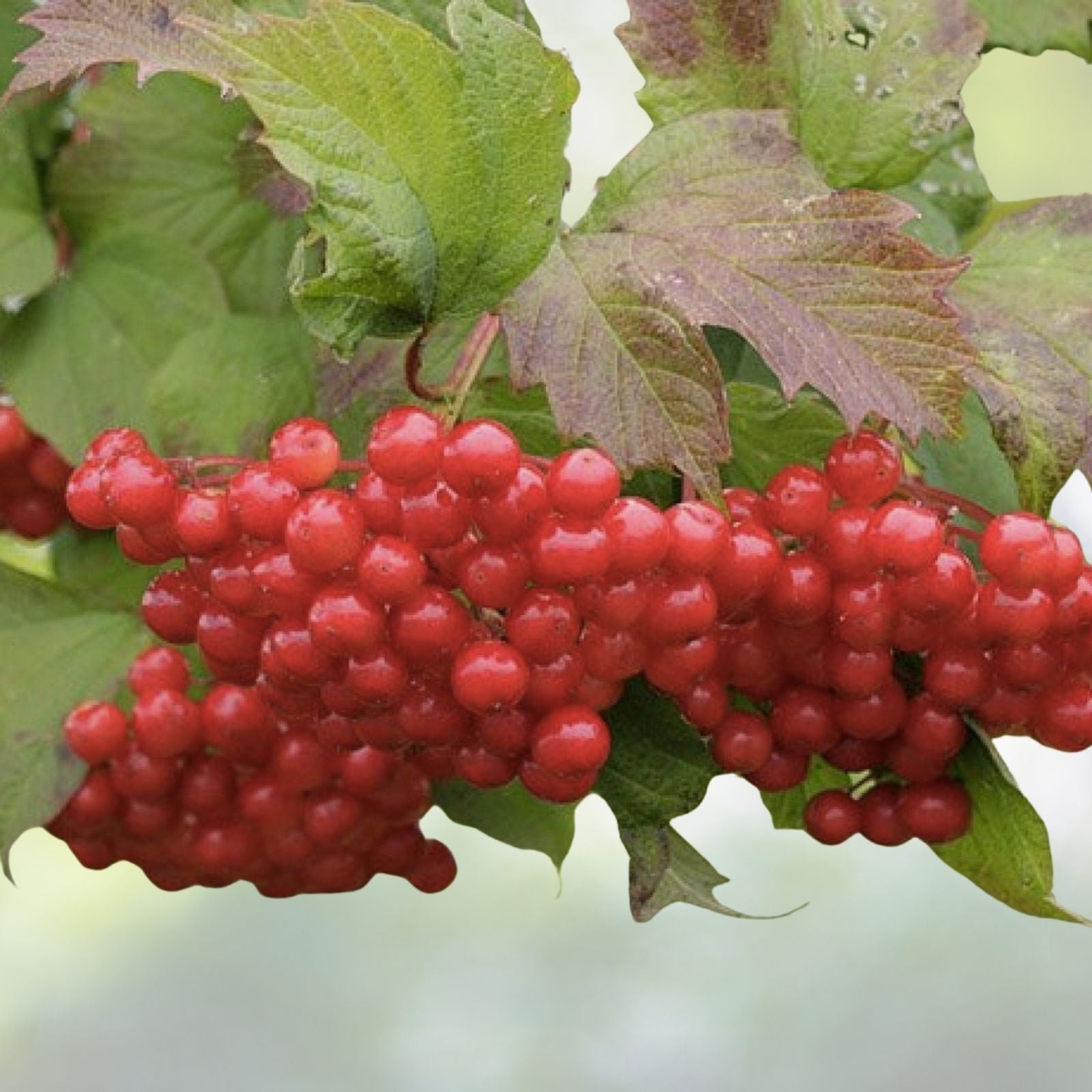 Highbush Cranberry Seeds - 40+ High Yield Seeds - Viburnum Trilobum - Free US Shipping