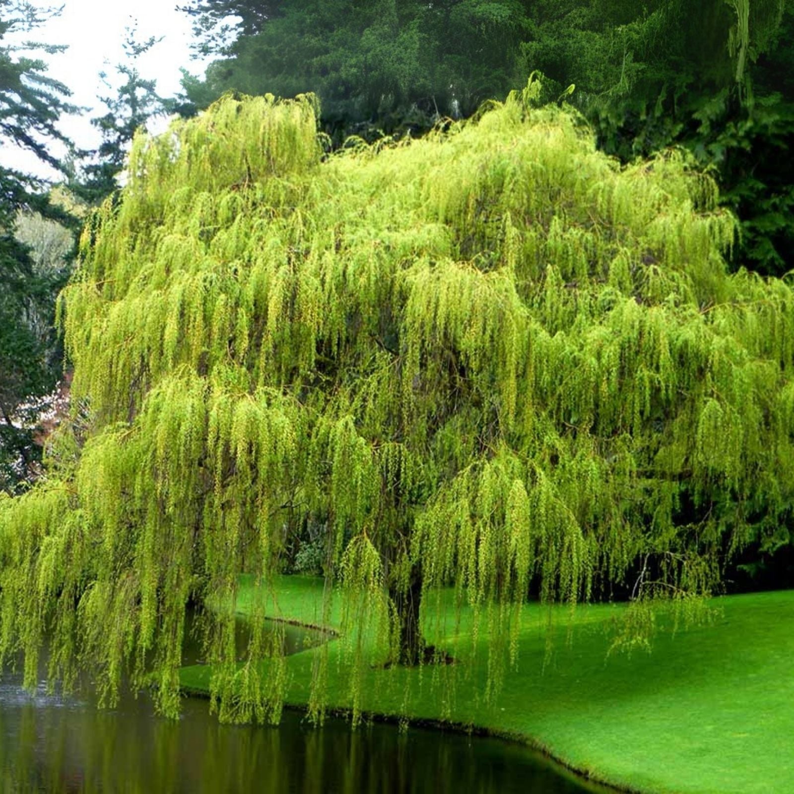 Weeping Willow Tree Starter Kit | Outdoor STEM Project | Natural Plant for Kids | Salix babylonica