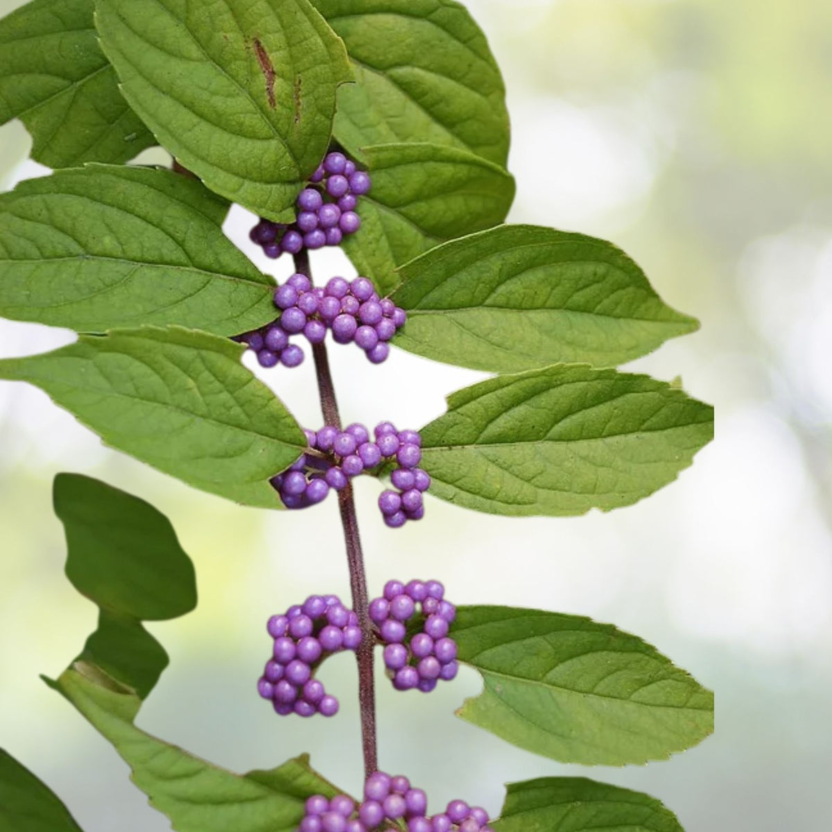 American Beautyberry Bush Starter Plants 3-6" Purple Berries Callicarpa Americana Fast Growing Drought Tolerant Shrubs
