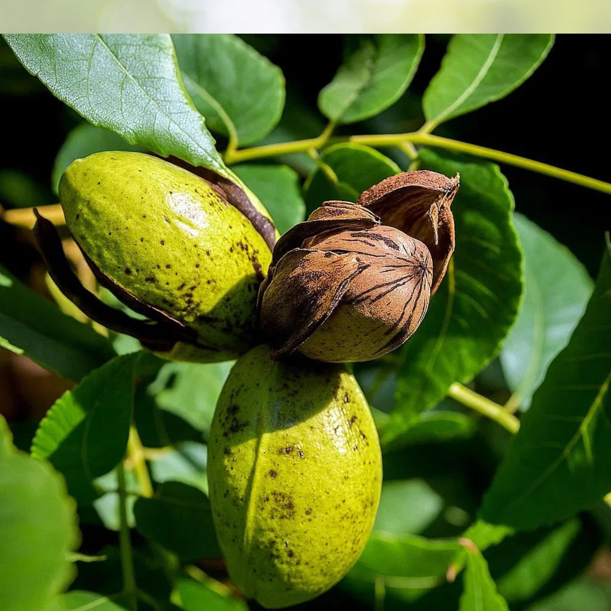 Hardy Pecan Tree 12-24" Bare Root Edible Nut Plant Carya illinoinensis