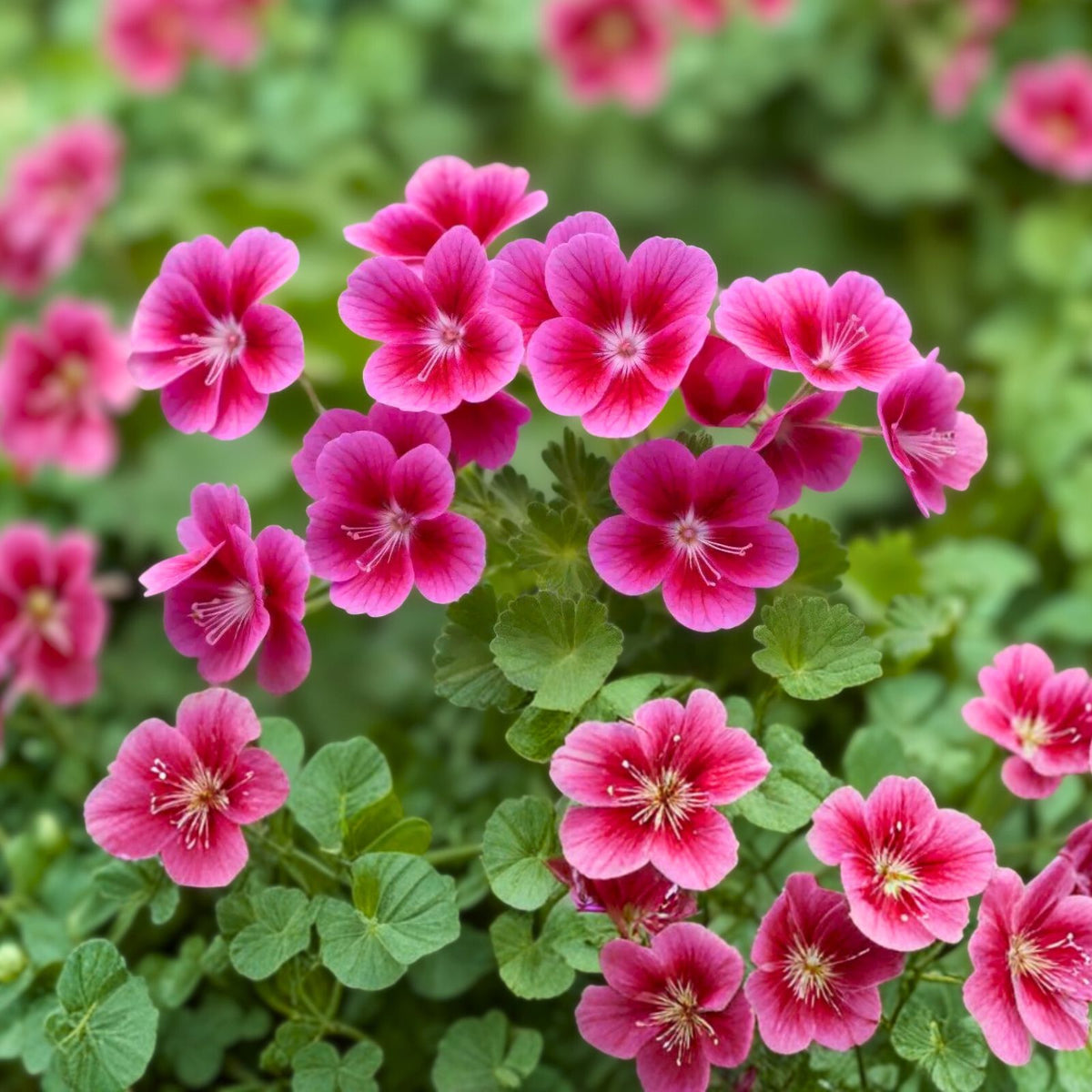 Live Lavender Geranium Plant in 3” Pot, Pelargonium, Beautiful Indoor/Outdoor Flowering Houseplant